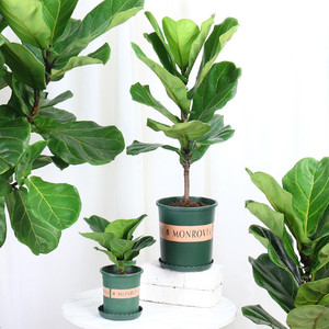 Grande fiore di violino interno foglia di fico Bonsai sempreverde tutte le stagioni pianta interna di purificazione dell'aria in <span class=keywords><strong>vaso</strong></span> per il ringraziamento di natale - Product Image 3