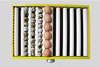 Incubateur automatique domestique pour œufs de poule et de caille, capacité de 120 à 500 œufs, petit incubateur éclosoir AC/DC