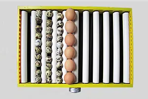 Incubateur automatique pour œufs AC/DC 120 œufs à 500 œufs, couveuse