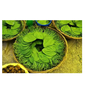 Hoja de Betel Verde Natural Fresca, Entera, de Primera Calidad, para Uso Culinario, Herbal, Ayurvédico, Ceremonias Religiosas, Grado Alimenticio - Product Image 5