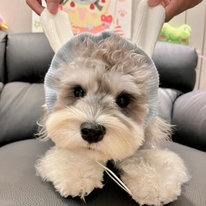 Gilet à capuche bleu lune pour animaux de compagnie, léger, à porter au printemps et en automne, pour petits chiens Teddy Bichon Pomeranian - Product Image 2