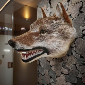 Cabeza de <span class=keywords><strong>lobo</strong></span> realista, montaje en pared, decoración gótica para el hogar, dientes feroces, Interior de lujo para Halloween, Navidad, Diwali, piel sintética, taxidermia - Product Image 2