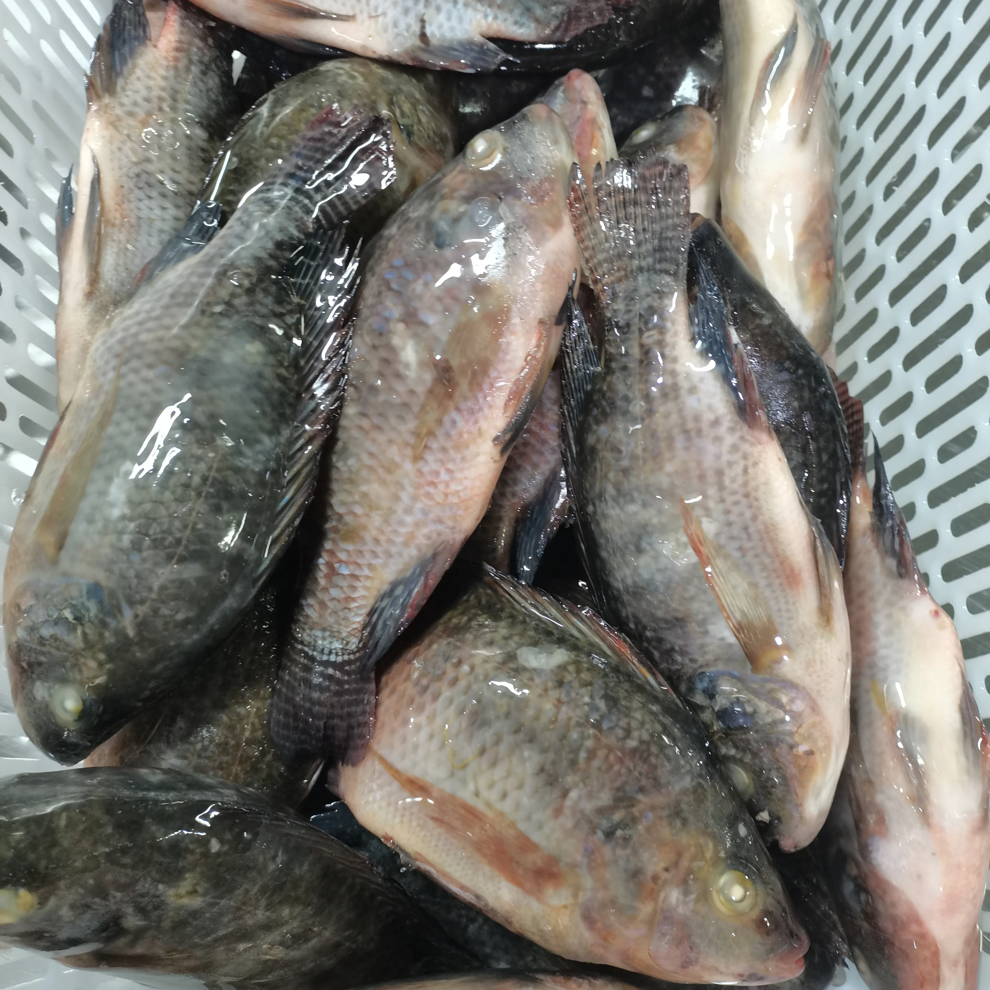 Tilapia negra congelada de alta calidad, Exportación de fábrica de pescado, tilapia entera congelada, pescado eviscerado a escala