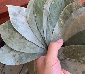 Nueva Colección de Hojas de Guanábana Secas Naturales Deshidratadas, Beneficios para la Salud, Té - Product Image 3