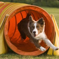 USMILEPET Tunnel d'entraînement pour chiens en PVC de 60 cm, très vendu, résistant aux déchirures et à l'usure