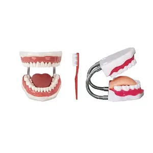 DARHMMY医学口腔护理牙科保健模式，用于患者教育和培训