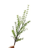 Tanaman Bergaya Hutan Buatan, Rumput Pinus, Daun Pakis, Pakis dalam Pot, Tanaman Hias untuk Balkon Halaman, Pot Bunga