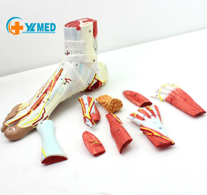 Otot Kaki Manusia dengan Model Anatomi Hirarkis Plantar Neurovaskular Pada Ligamen Otot Sendi Kaki - Product Image 1