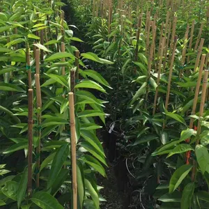 Supporto per palo in bambù naturale piantato da giardino di trattamento per fiori