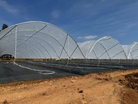 Serre agricole ZHUOTAI à faible coût, en forme de Y, avec film de protection contre la pluie, résistante aux UV et au vent