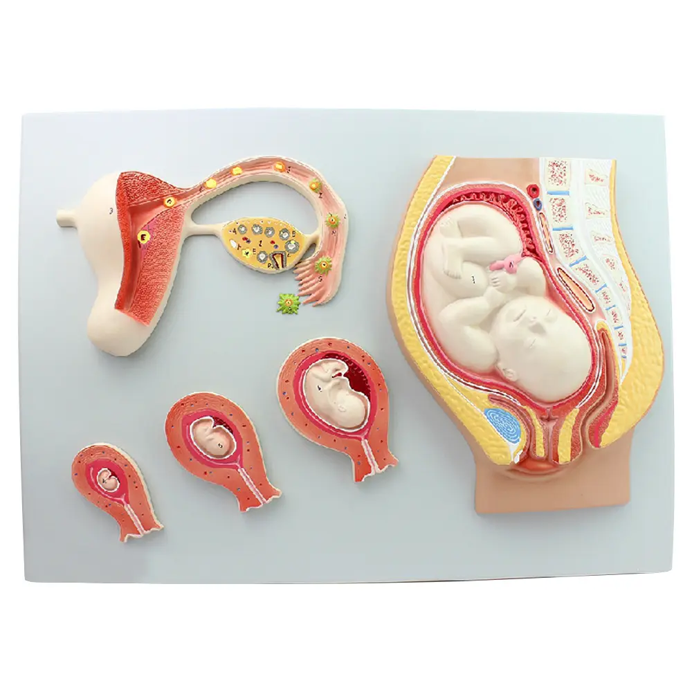 Medische Wetenschap Menselijk Zwanger Embryo Foetus Ontwikkelingsmodel Model Baarmoeder Anatomie Model