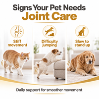 Complément alimentaire pour la santé des articulations des chiens seniors, gel pour la mobilité, glucosamine, chondroïtine, MSM, moule à lèvres vertes pour une activité physique accrue, 50g