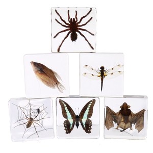 Spécimen de résine encrée d'insectes et d'animaux réels (scarabée, <span class=keywords><strong>papillon</strong></span>, crabe, étoile de mer) pour collection - Product Image 1