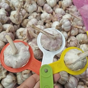 Ajo Jin <span class=keywords><strong>Xiang</strong></span> Rojo y Blanco Puro de 5.5cm y 6.0cm, Última Cosecha, Exportación a Granel, Proveedor de Ajo Fresco - Product Image 2