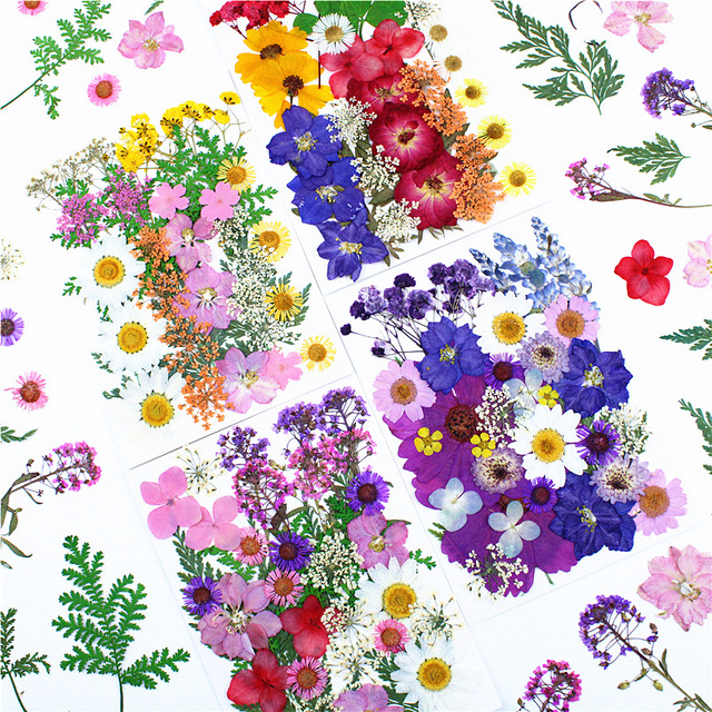 New Boho Real Pressed Dried Rose Flowers Mother's Day Graduation Christmas Halloween Crafts High Quality DIY Supplies