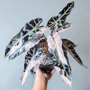 Plantes d'extérieur Alocasia Amazonica Var. Araceae Micans en stock - Product Image 1