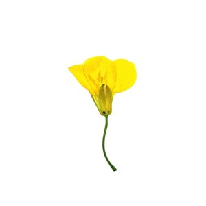 Têtes de fleurs de canola séchées pressées pour l'art de la résine, le nail art, le scrapbooking, les marque-pages et l'art floral pressé - Product Image 5