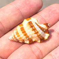 Naturel Rare Poli Conque Coquilles Zèbre Ailes Poisson pour Aménagement Paysager Décoration Méditerranéenne Décor À La Maison Spécimen Coquilles