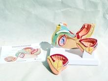 กายวิภาคของมนุษย์ต่อมลูกหมากเพศชายของผู้ป่วยต่อมลูกหมากของมนุษย์โครงสร้างกระเพาะปัสสาวะเป็นโรคสำหรับผู้ป่วยแพทย์ - Product Image 4