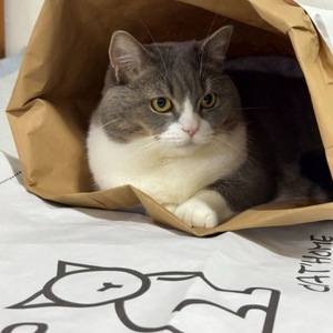 Túnel de Papel Plegable para Gatos, Juguete de Entretenimiento para Gatos, Juego para Gatos - Product Image 4