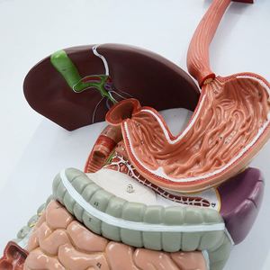 Modelo de sistema digestivo anatómico biológico humano realista KyrenMed desde la cavidad nasal oral hasta el hígado estómago intestino grueso - Product Image 4