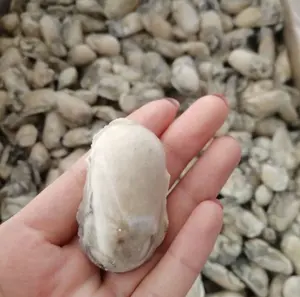 Congelados oyster <span class=keywords><strong>carne</strong></span> de calidad superior vivía oyster - Product Image 1