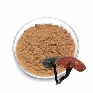 Produits tendance personnalisés, extrait de champignon Reishi, poudre brune de qualité alimentaire, extrait de Reshi à vendre