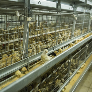 Nueva Jaula para Gallinas Ponedoras Tipo A para Pollos <span class=keywords><strong>de</strong></span> Engorde y Pollitos, Material Q235, Pintura Electrostática, <span class=keywords><strong>Precio</strong></span> Competitivo - Product Image 4