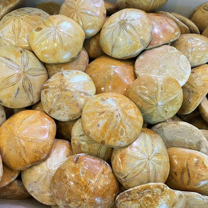 Groothandel Natuurlijke Kristallen Mineraal Gepolijst Helende Kristallen Zeeschelpen Zeester Fossiel Voor Collectie - Product Image 6