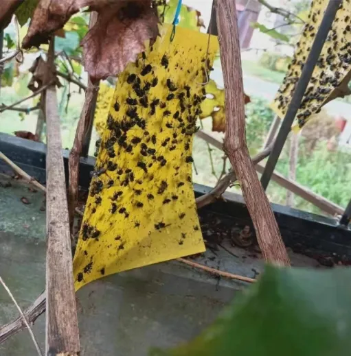 Adesivos voadores à prova d'água, adesivos de papel amarelo com mosca, cola para insetos, estufa e pomar