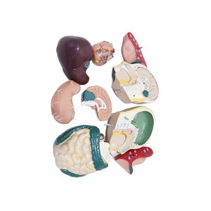 11 modèles anatomiques séparés du demi-corps d'adolescents, illustrant la structure des organes humains ; spécimens de démonstration pour la salle de classe. - Product Image 5