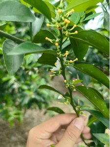 Bitki Özü Ascophyllum Nodosum Pul/Toz Suda Çözünen Deniz Yosunu Özü Ürün Verimi Deniz Yosunu Polisakkarit No.2 - Product Image 4