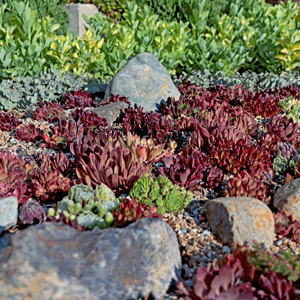 Venta al por mayor: Mezcla de suculentas resistentes Mountain Crest GARDENS, plantas vivas de Sempervivum y Sedum, tolerantes al frío, para interiores, en macetas de 2 pulgadas, para roca. - Product Image 6