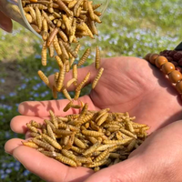 Larves de Mouches Soldat Noires Séchées 100% Naturelles Riches en Calcium pour Nourrir les Oiseaux, les Poissons et les Hamsters – Protéines d'Insectes et Vers Séchés