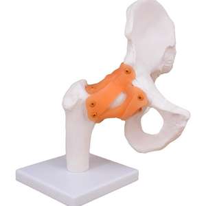 Modèle d'enseignement médical articulation de la hanche avec ligaments pour l'éducation et la formation en anatomie - Product Image 2