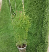 Treillis pour plantes en acrylique transparent en forme de U de 19 pouces/38 pouces avec support pour tomates, couleur et logo personnalisés pour les plantes grimpantes