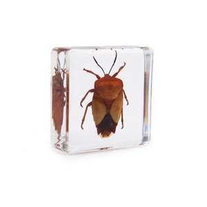 Ressources pédagogiques Spécimen de résine Insecte Taxidermie Résine Artisanat Aides éducatives Bugs Beetle 38*38*14mm - Product Image 4