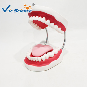 Modèle de brossage dentaire ; modèle pédagogique et de formation pour l'hygiène bucco-dentaire dans les écoles de médecine. - Product Image 3