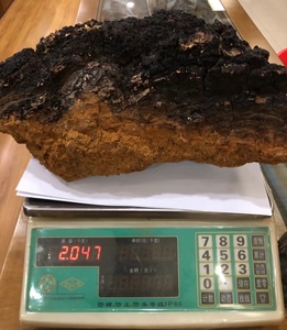 Chaga de haute qualité en gros, champignon chaga noir séché pour le système immunitaire - Product Image 1