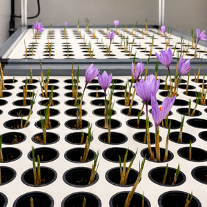 Sistema de riego automático multinivel para bandejas de cultivo con temporizador, iluminación, ventilación pasiva y contenedor aislado para azafrán. - Product Image 6