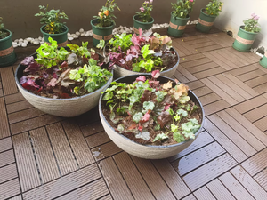 <span class=keywords><strong>Piedra</strong></span> <span class=keywords><strong>de</strong></span> imitación <span class=keywords><strong>de</strong></span> gran diámetro, maceta <span class=keywords><strong>de</strong></span> plástico para bonsái, <span class=keywords><strong>macetas</strong></span>, cuenco grande, maceta <span class=keywords><strong>de</strong></span> flor <span class=keywords><strong>de</strong></span> LOTO - Product Image 3