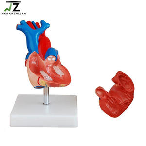 Modelo Anatómico de Corazón Humano de Tamaño Real para la Enseñanza de Ciencias Médicas - Product Image 4