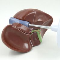Modèle anatomique en PVC de la structure interne du foie et de la vésicule biliaire humains pour l'enseignement en écoles de médecine