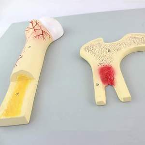 Ciencia y tecnología médica modelo de estructura ósea humana hueso esponjoso denso cartílago perióstico recursos de enseñanza - Product Image 2