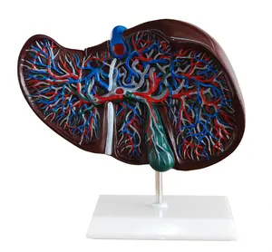 İnsan karaciğer anatomik modeli safra kesesi