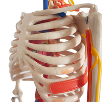 Modèle de squelette anatomique humain demi-taille modèle en plastique de science médicale avec des os détaillés pour l'éducation et la formation