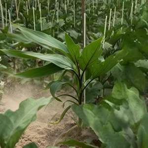 <span class=keywords><strong>Tige</strong></span> flexible en fibre de verre robuste |   Support pour tiges de plantes et alternative au support en <span class=keywords><strong>bambou</strong></span> pour les jardins - Product Image 4