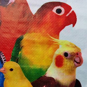 Wholesale <strong>20kg</strong> 25kg 50kg Polypropylene <strong>Bird</strong> Food Bags with Logo China Manufacturer For Agriculture Use <strong>Bird</strong> Food Packaging - Product Image 5