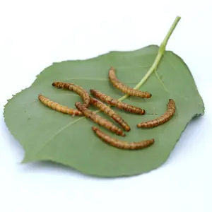 Mealworms secos amarelos de alta qualidade por atacado, Mealworm em pó seco