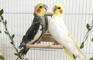 木製インタラクティブプレイパーチスタンドハンギングスイングミラー鳥用小動物用品バードケージ用アクセサリー - Product Image 5